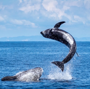 Photo of playful Humpback Whales by Instagram user Jill (@jillma2sh21)