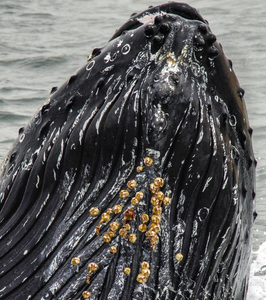 image of a humpback whale by Derek Troxell