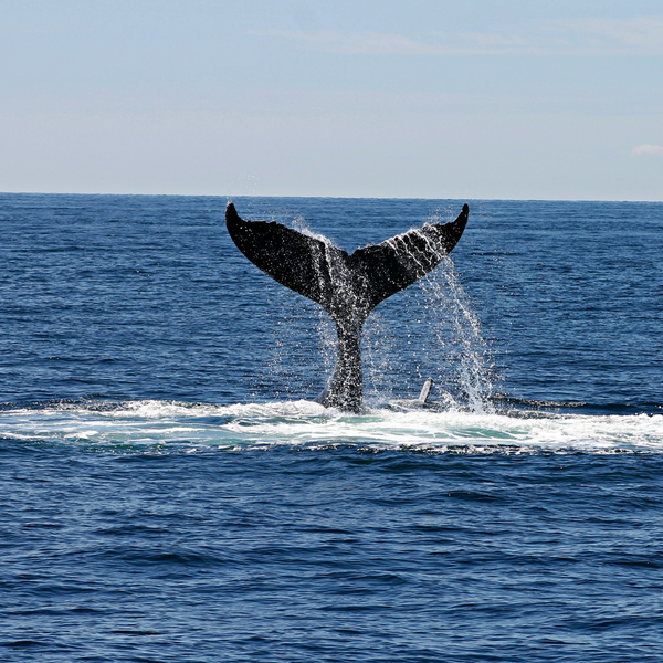 Wisdom Wednesday | Whales ingest millions particles of microplastics a day