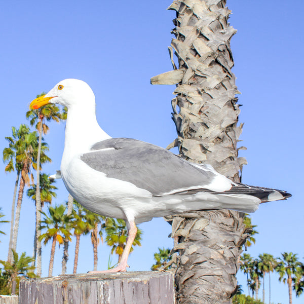 Wisdom Wednesday | Seagulls