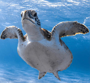 Wisdom Wednesday | Sea Turtles