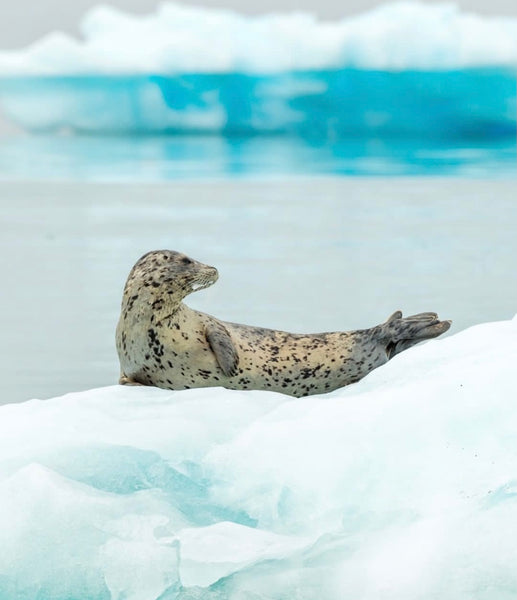 Wisdom Wednesday | Spotted Seals