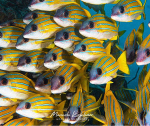 Image of a school of bluestripe snappers swimming in the sea. Photo by @manuela.kirschner on Instagram.