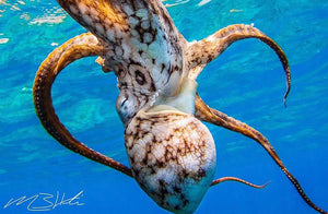 Image of an octopus swimming in the ocean. Photo by @creationscape on Instagram