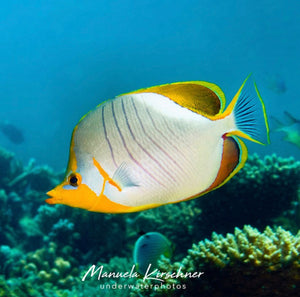 Image of a butterfly fish swimming by the coral reef. Photo by @manuela.kirschner on Instagram.