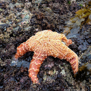 seastar or starfish
