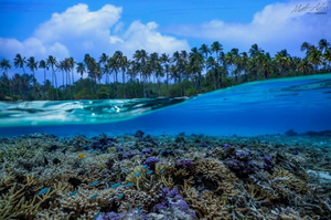 Coral reef Instagram photo