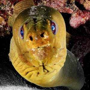 Moray Eel image from Instagram