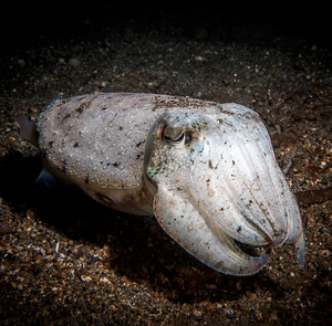 Golden Cuttlefish image from Instagram