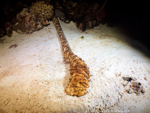 Tiger Tail Sea Cucumber photo from Instagram