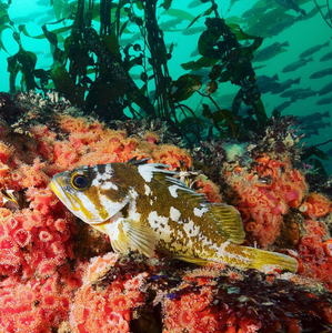 Rockfish image from Instagram user Steve Peletz