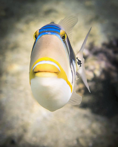 Picasso Triggerfish image from Instagram user submerged_images