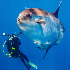 Ocean Sunfish picture from Instagram @jim_abernethy