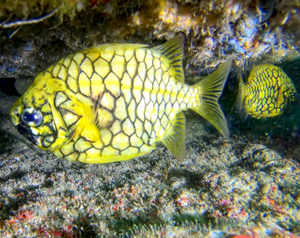 Pineapple Fish image by @divercaptain on Instagram