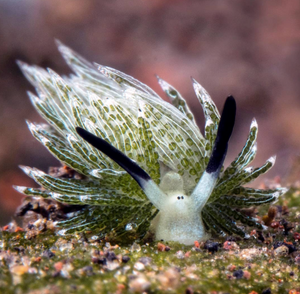 Sea Slug photo by William Soo on Instagram
