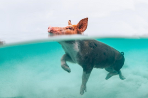 Photo of swimming pigs in the Bahamas by John Garza on Instagram