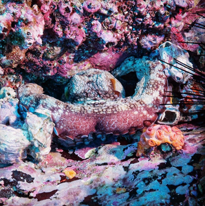 Photo of camouflaged octopus from Steve Peletz on Instagram