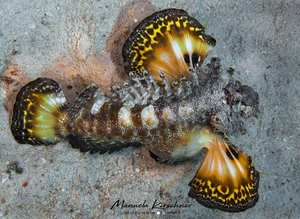 Photo of a Spiny Devilfish by Manuela Kirschner on Instagram