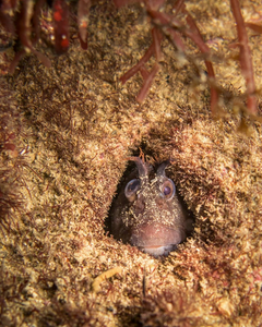 Tasmanian Blenny photo from instagram user Danny Lee @submerged_images