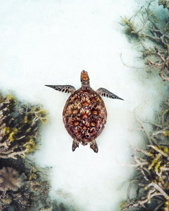 Photo of a sea turtle my Amy Mercer on Instagram @amy.mercerphotos