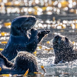 Image of sea otters from Instagram user @jillma2sh21
