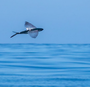 Photo of a flying fish by Instagram user @jillma2sh21