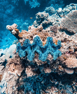 Image of a giant clam by Instagram user Amy Mercer