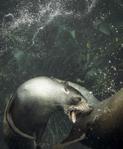 Image of Long Nosed Fur Seals by Instagram user @submerged_images