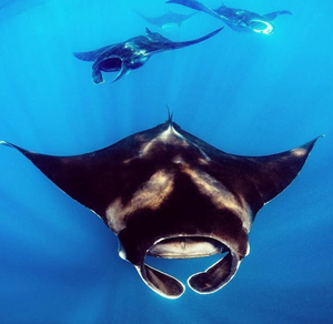Photo of a Manta Ray by Instagram user Jim Abernethy