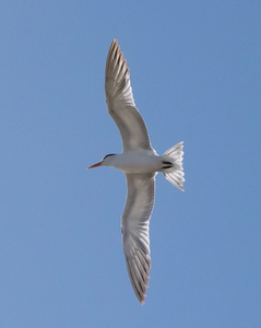 Image of a tern by Instagram user Peter Rae