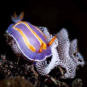 image of a Nudibranch by Instagram user William Soo