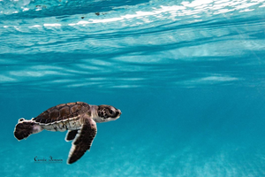 Photo of a sea turtle hatchling by Instagram user Cassie Jensen