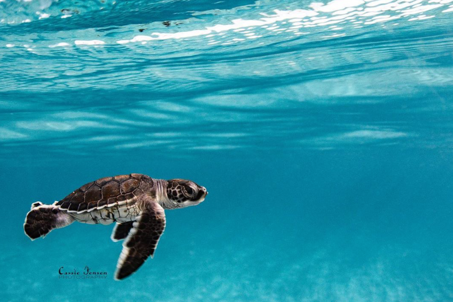 Wisdom Wednesday | Sea Turtle Hatchlings