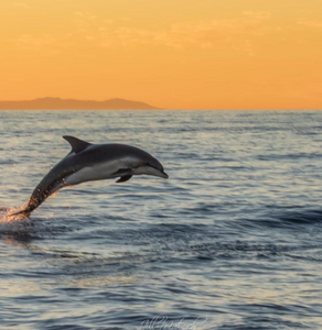 Image of a dolphin jumping by Instagram user Jill @Jill ma2sh21