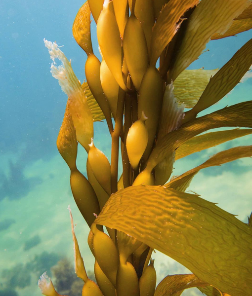 Wisdom Wednesday | Giant Kelp