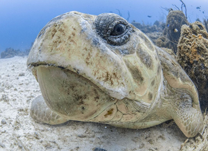 Photo of a sea turtle by Jason  Washington