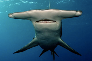 Instagram photo of a Great Hammerhead Shark. Hammerhead Shark photo by Jim Abernethy.