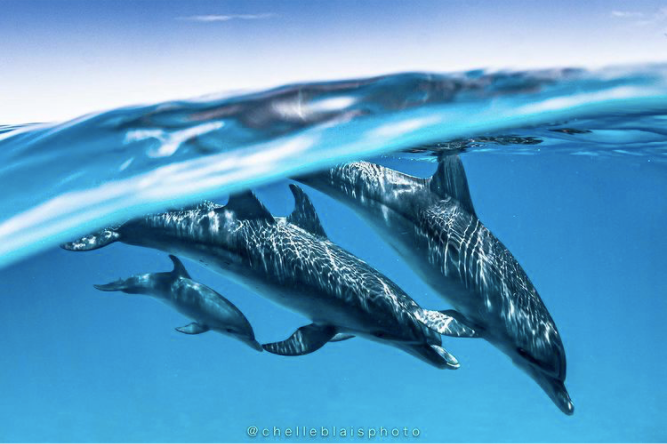 Shore Buddies Ocean Wisdom Wednesday | Dolphin Facts