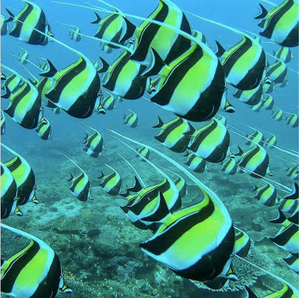 Image of a group of Moorish Idols swimming through the ocean. Photo by @divercaptain on Instagram.
