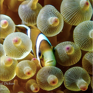 Image of a clownfish peeking through sea anemone. Photo by @divercaptain on Instagram.