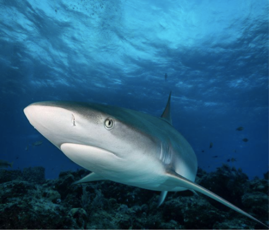 Wisdom Wednesday | Caribbean Reef Shark