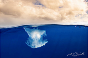 Image of a crown jellyfish floating at the surface of the ocean. Photo by @creationscape on Instagram.