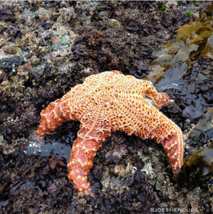 Image of a starfish in the ocean by @joeshenouda on Instagram.
