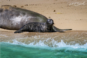 Image of a Hawaiian Monk Seal pup on a beach in Hawaii. Photo by @creationscape on Instagram. 