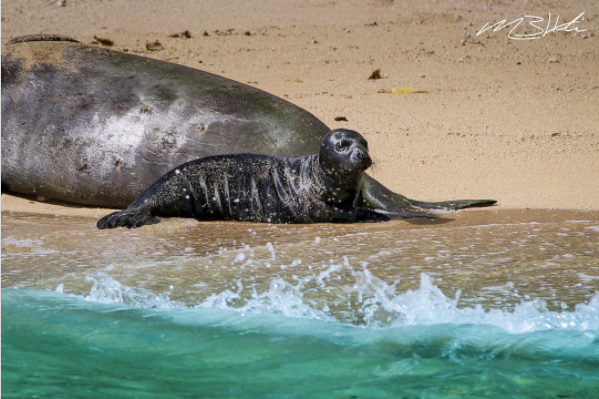 Wisdom Wednesday | Hawaiian Monk Seal