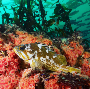 image of a rockfish by Steve Peletz