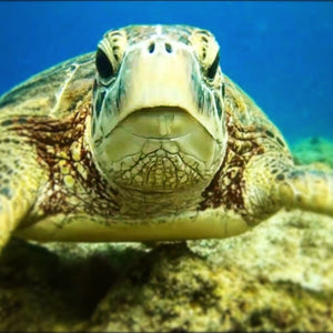 Sea Turtle - What's up dude.jpg
