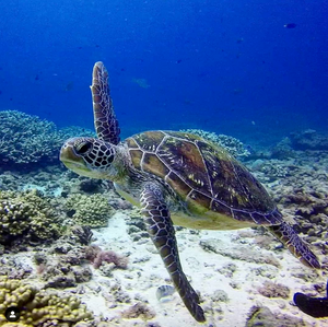 Shore Buddies Sea Turtle swimming.png