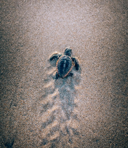 Shore Buddies Sea Turtle footprints in sand.jpg