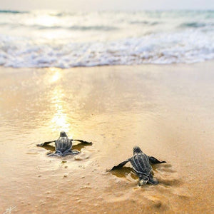 Shore Buddies Wisdom Wednesday Baby turtles on the beach.jpg